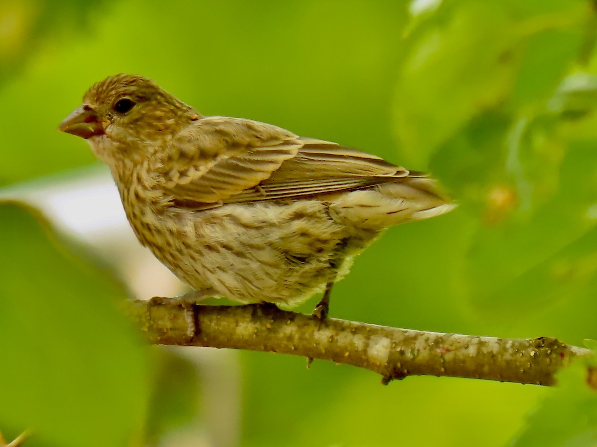 House Finch - ML636999462