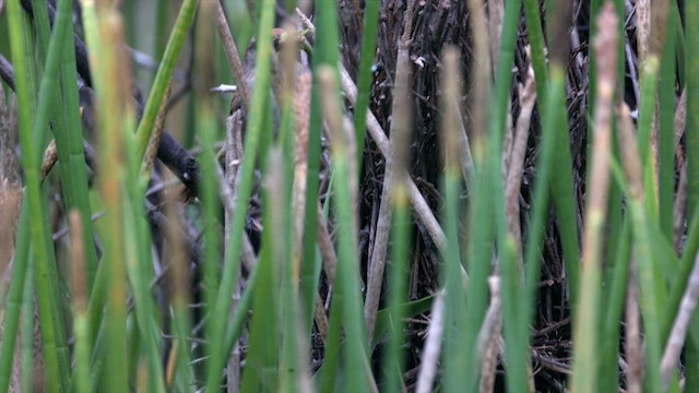 Yellow-chinned Spinetail - ML636999483