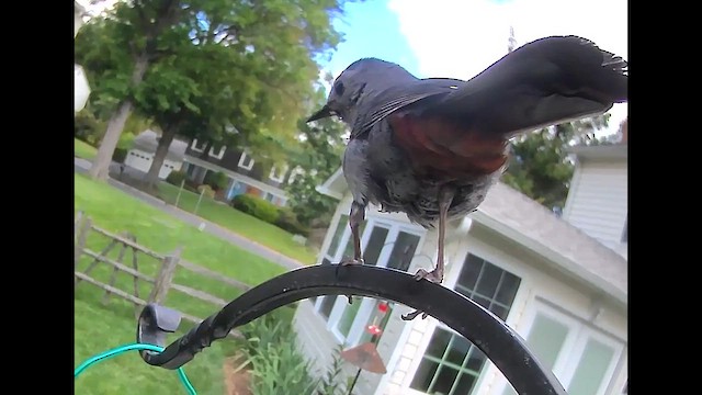Gray Catbird - ML636999508