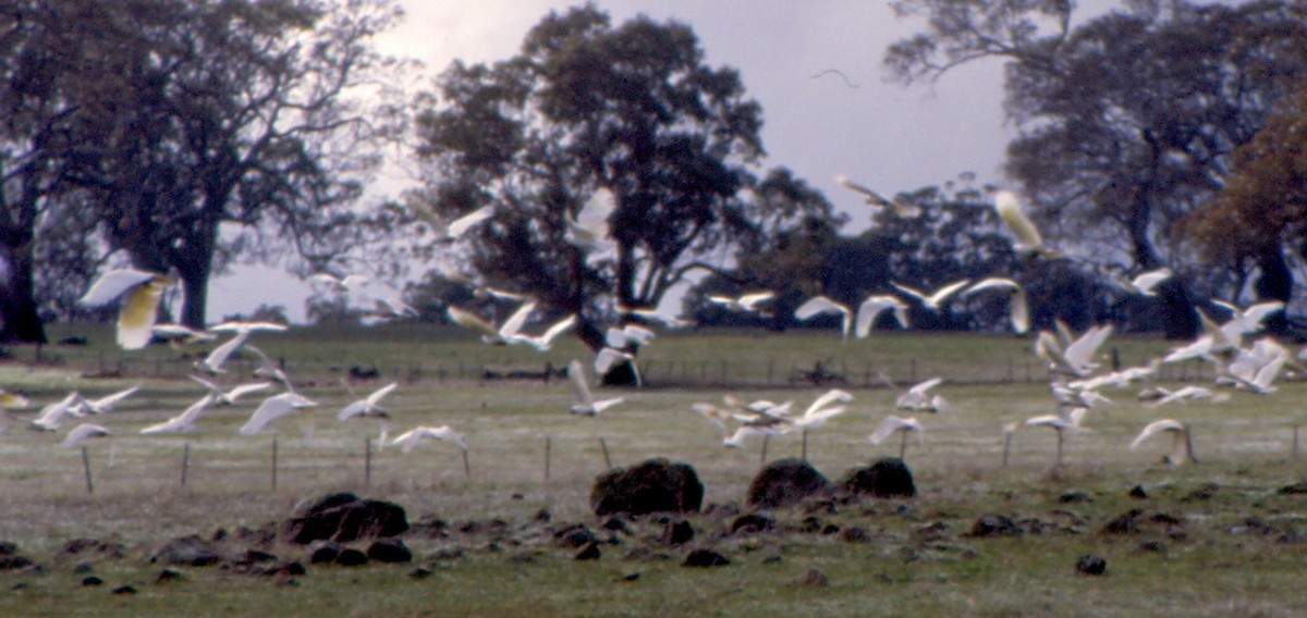 Little Corella - ML636999518