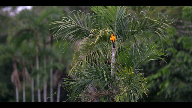Orange-backed Troupial - ML636999519