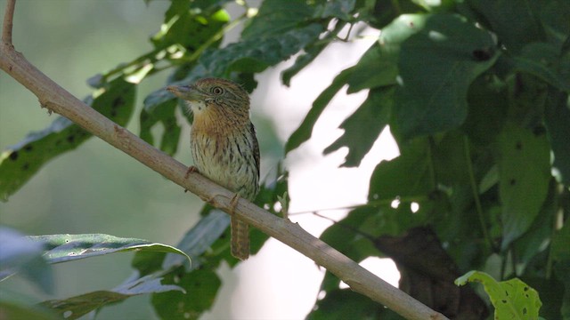 Western Striolated-Puffbird - ML636999520