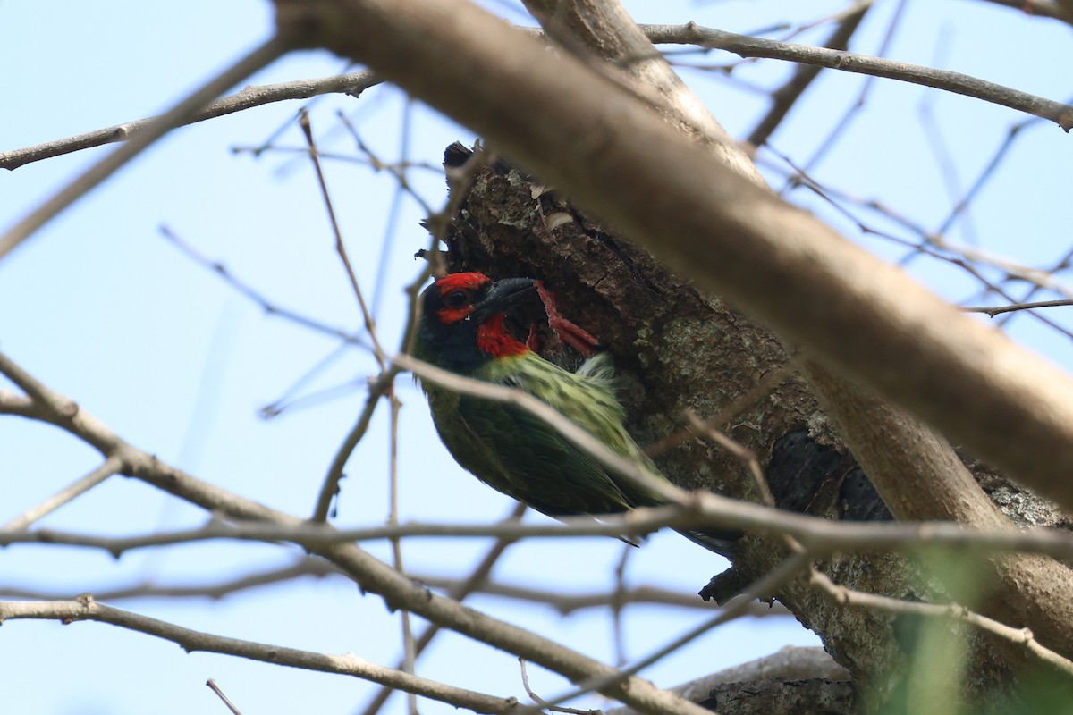 Al Göğüslü Barbet - ML636999585