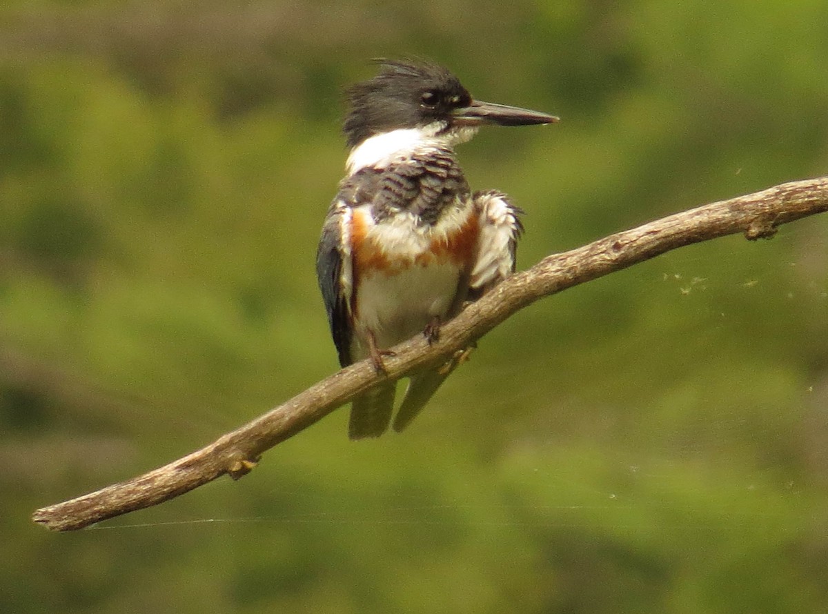 Belted Kingfisher - ML636999593