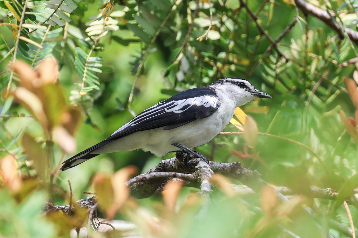 White-shouldered Triller - ML636999625