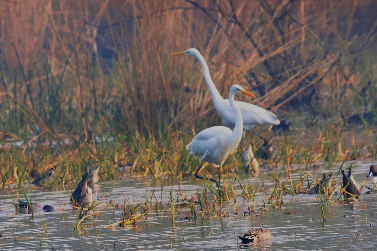 Great Egret - ML636999636