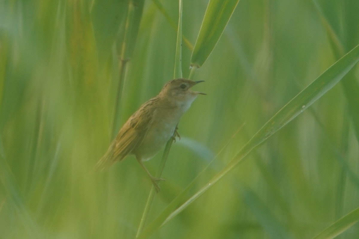 Marsh Grassbird - ML636999682