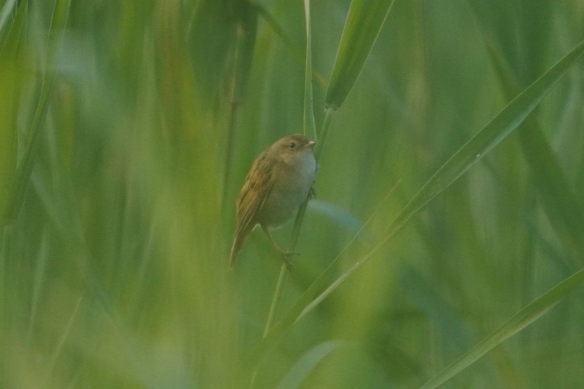Marsh Grassbird - ML636999683