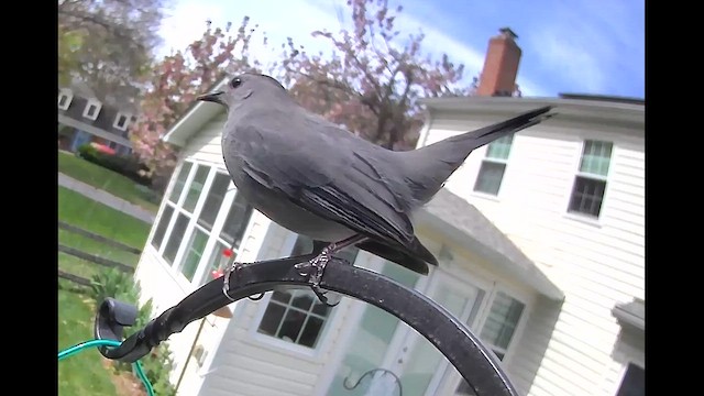 Gray Catbird - ML636999707