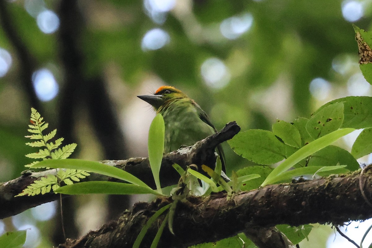 Turuncu Alınlı Barbet - ML636999768