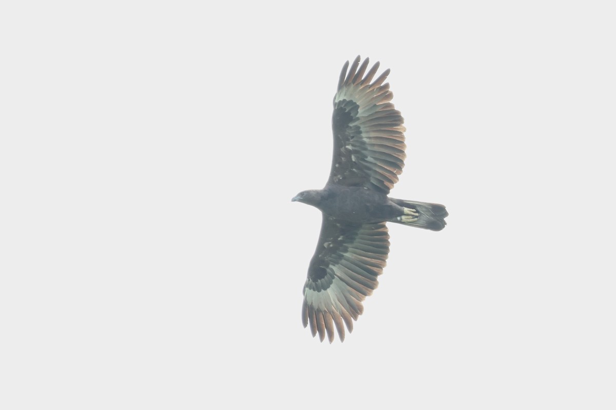 Aigle huppé - ML636999784
