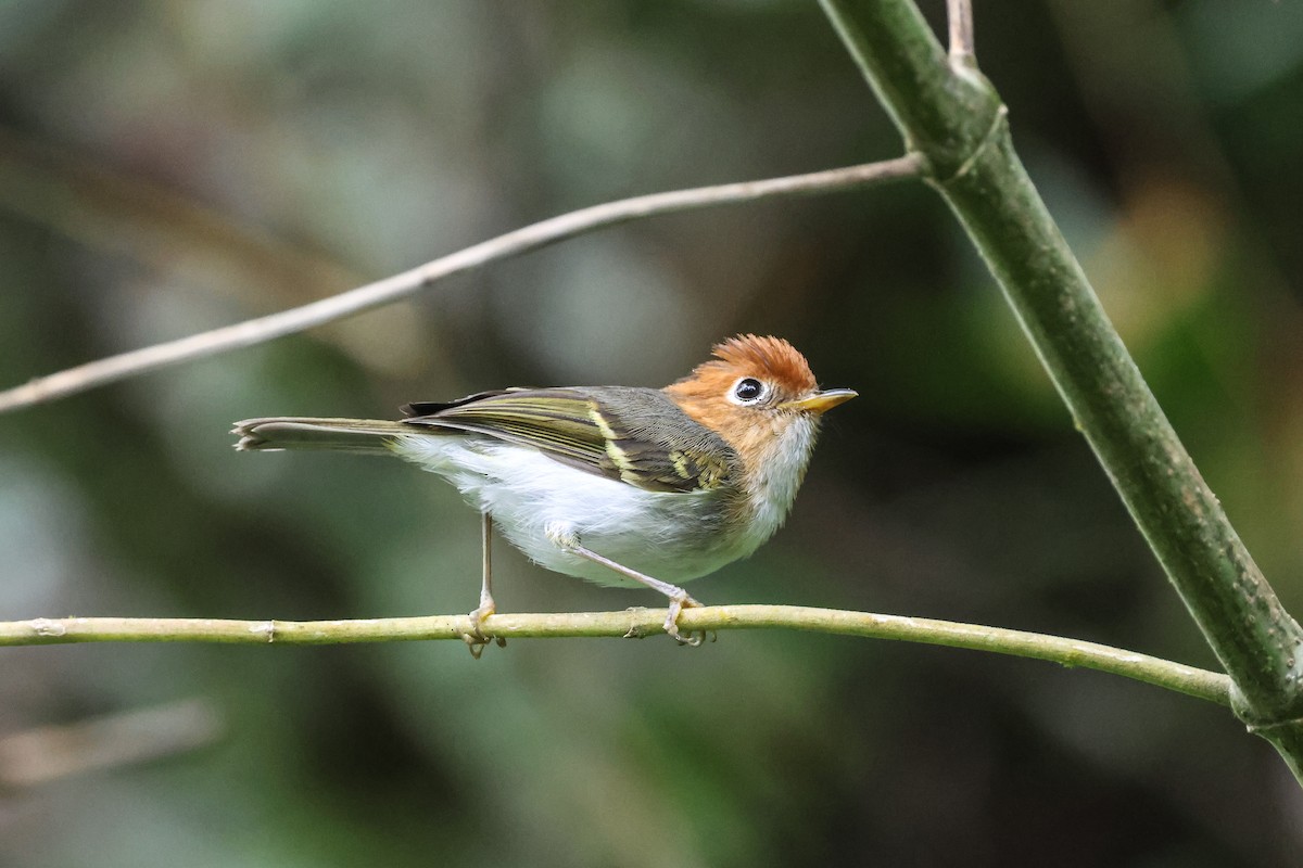 Sunda Warbler - ML636999811