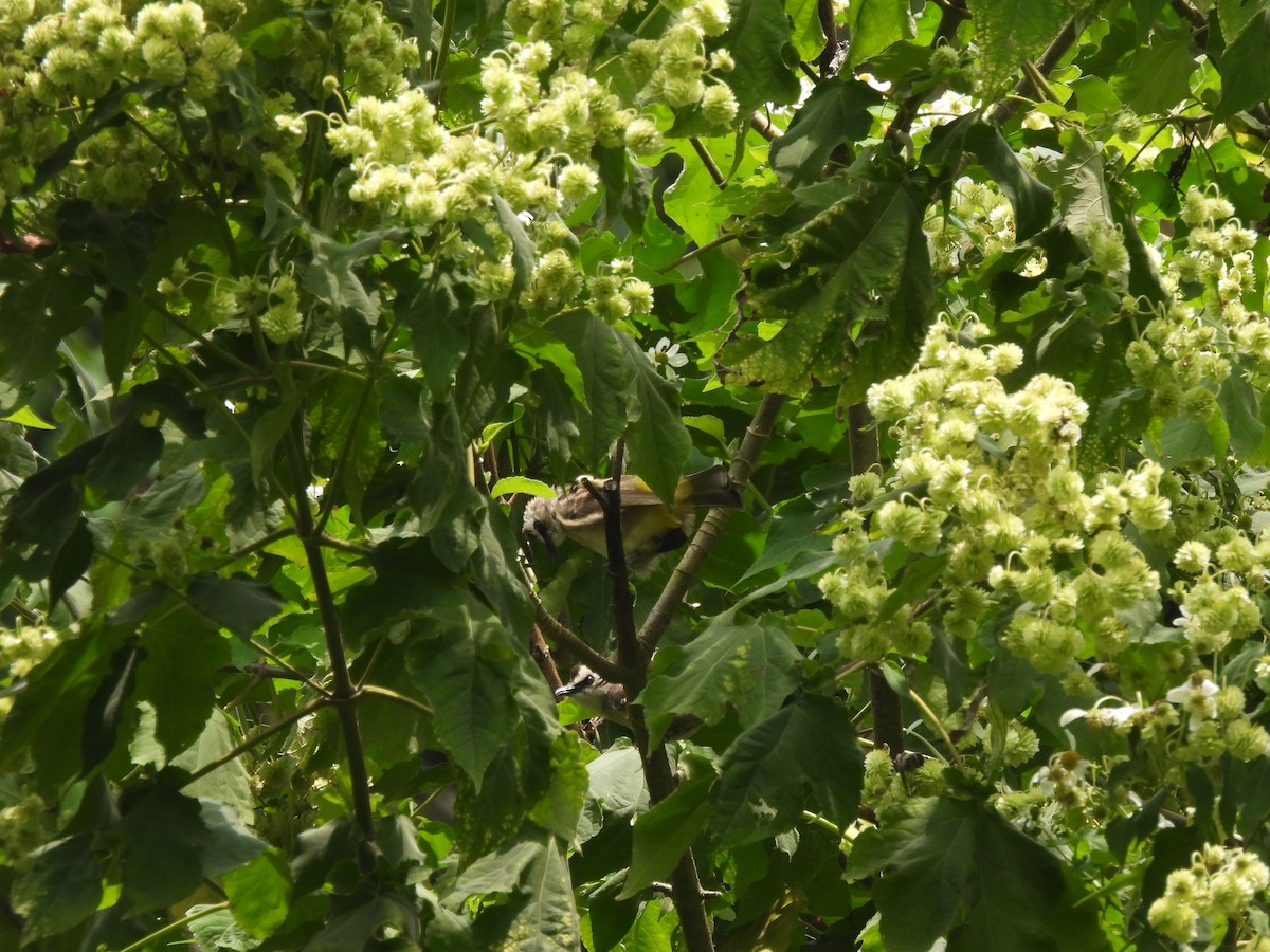 Yellow-vented Bulbul - ML636999829