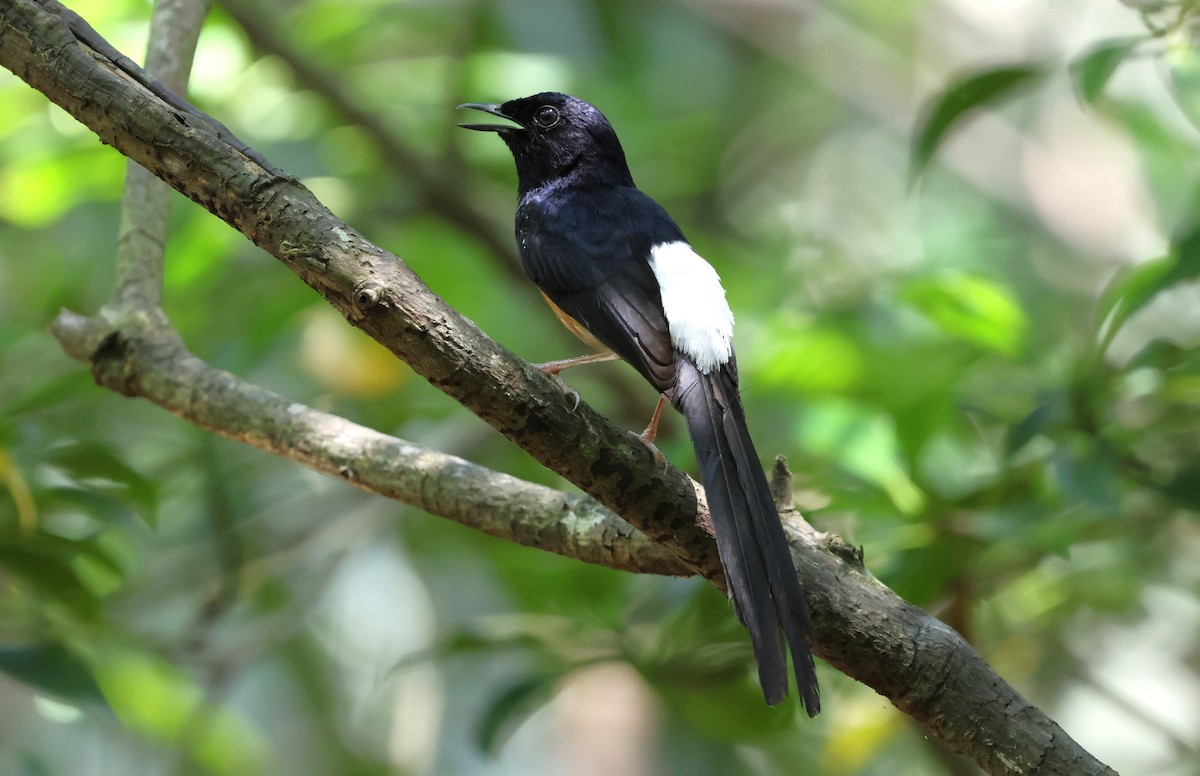 White-rumped Shama - ML636999836
