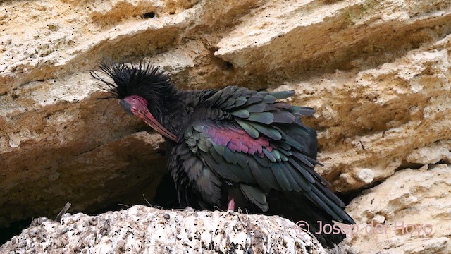 Northern Bald Ibis - ML636999848