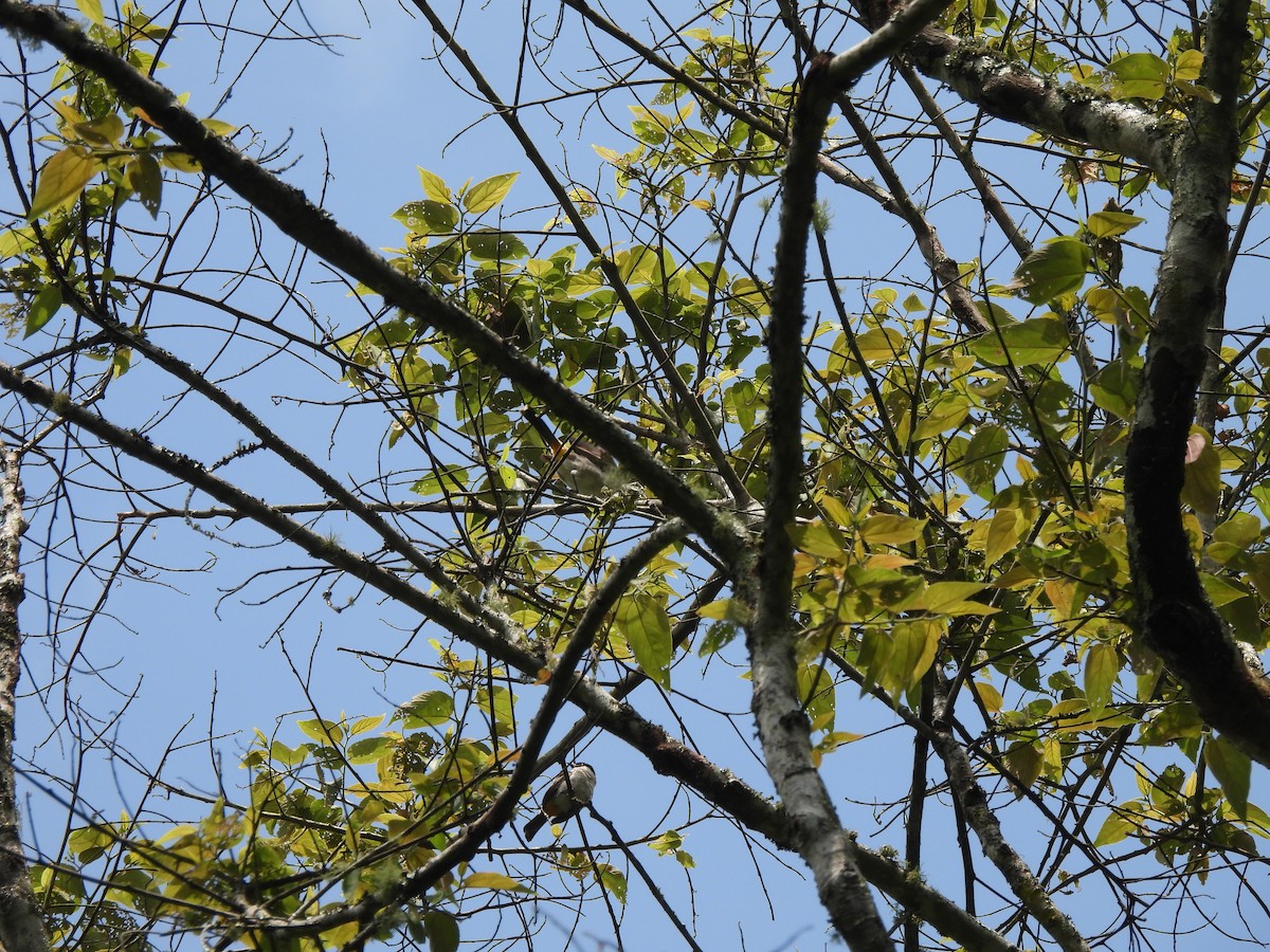 Sooty-headed Bulbul - ML636999850