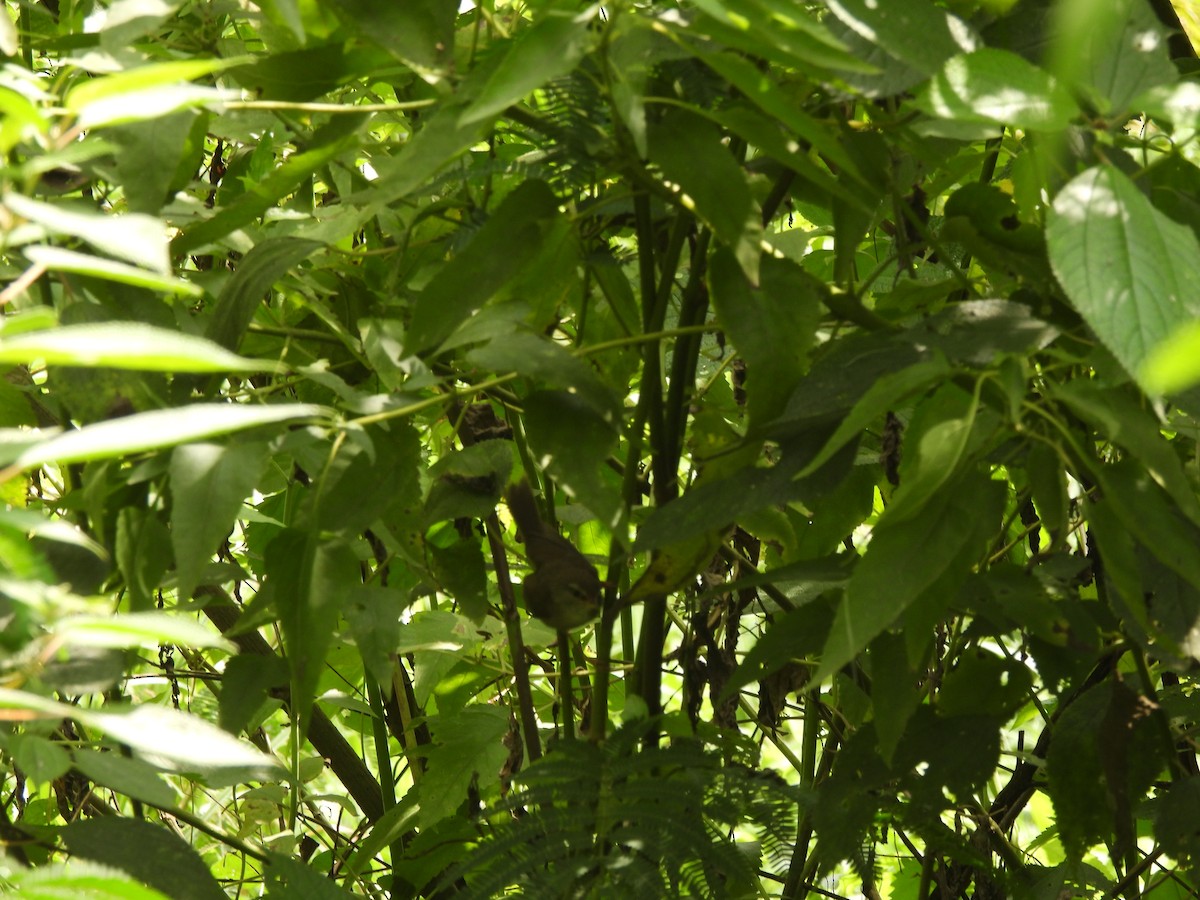 Aberrant Bush Warbler - ML636999903