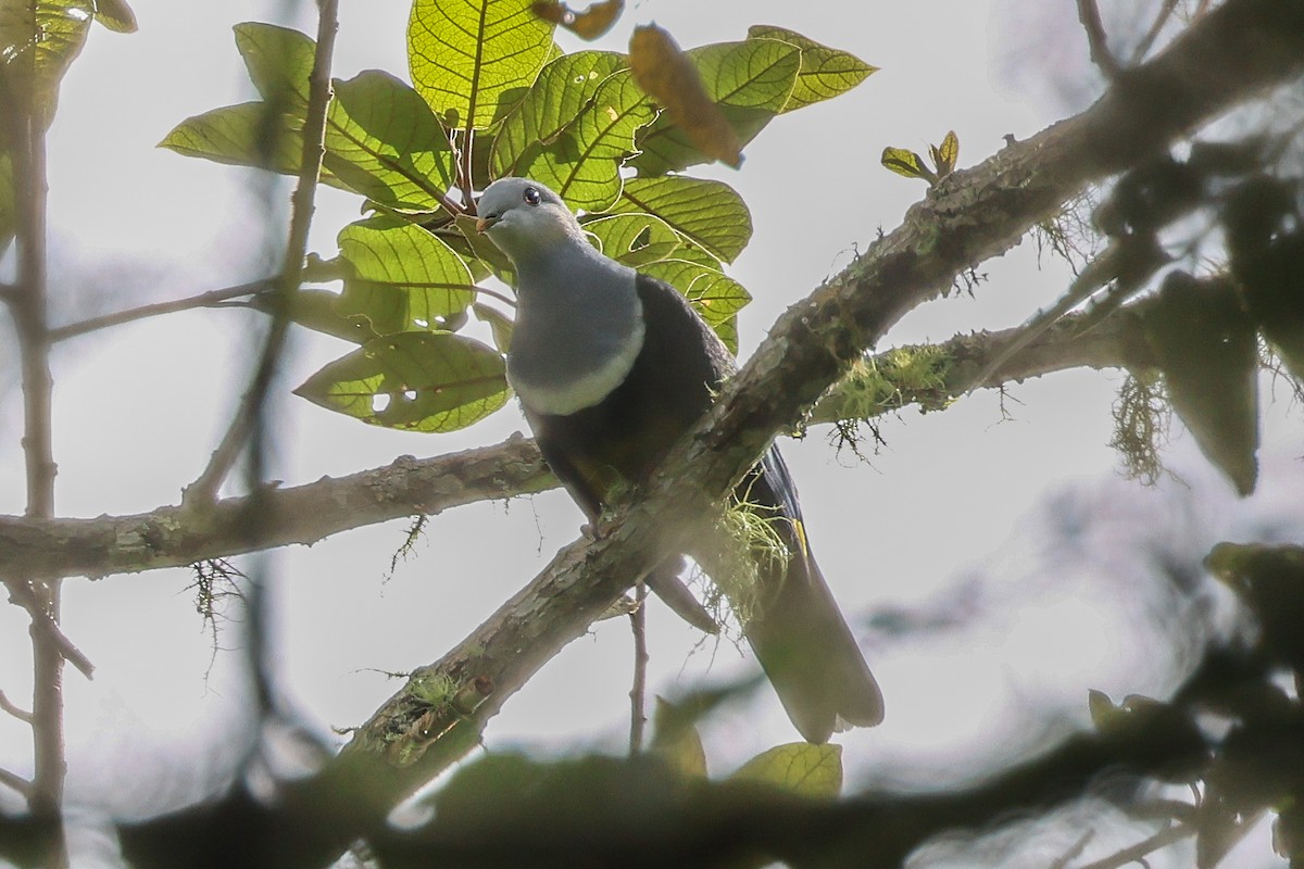 Black-backed Fruit-Dove - ML636999916