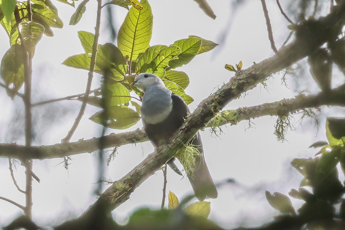 Black-backed Fruit-Dove - ML636999917