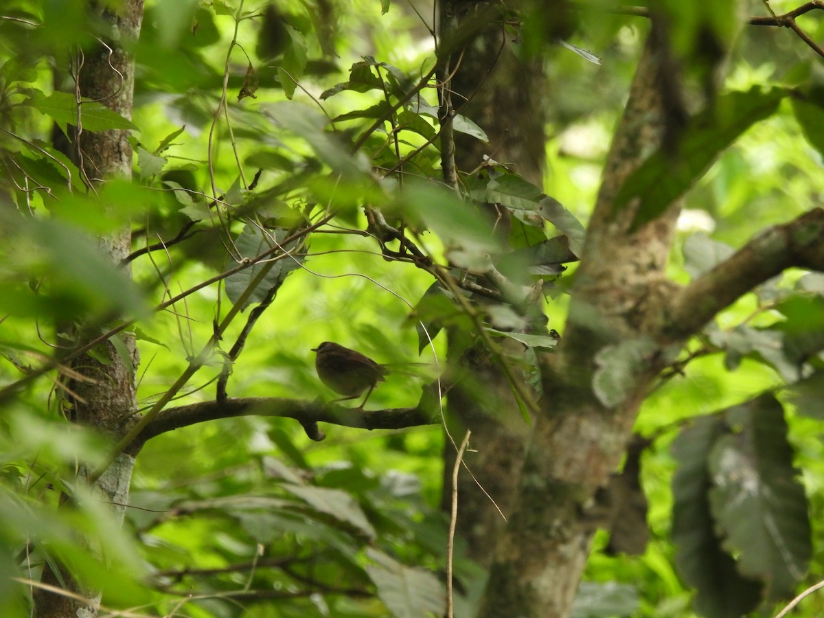 Aberrant Bush Warbler - ML636999925