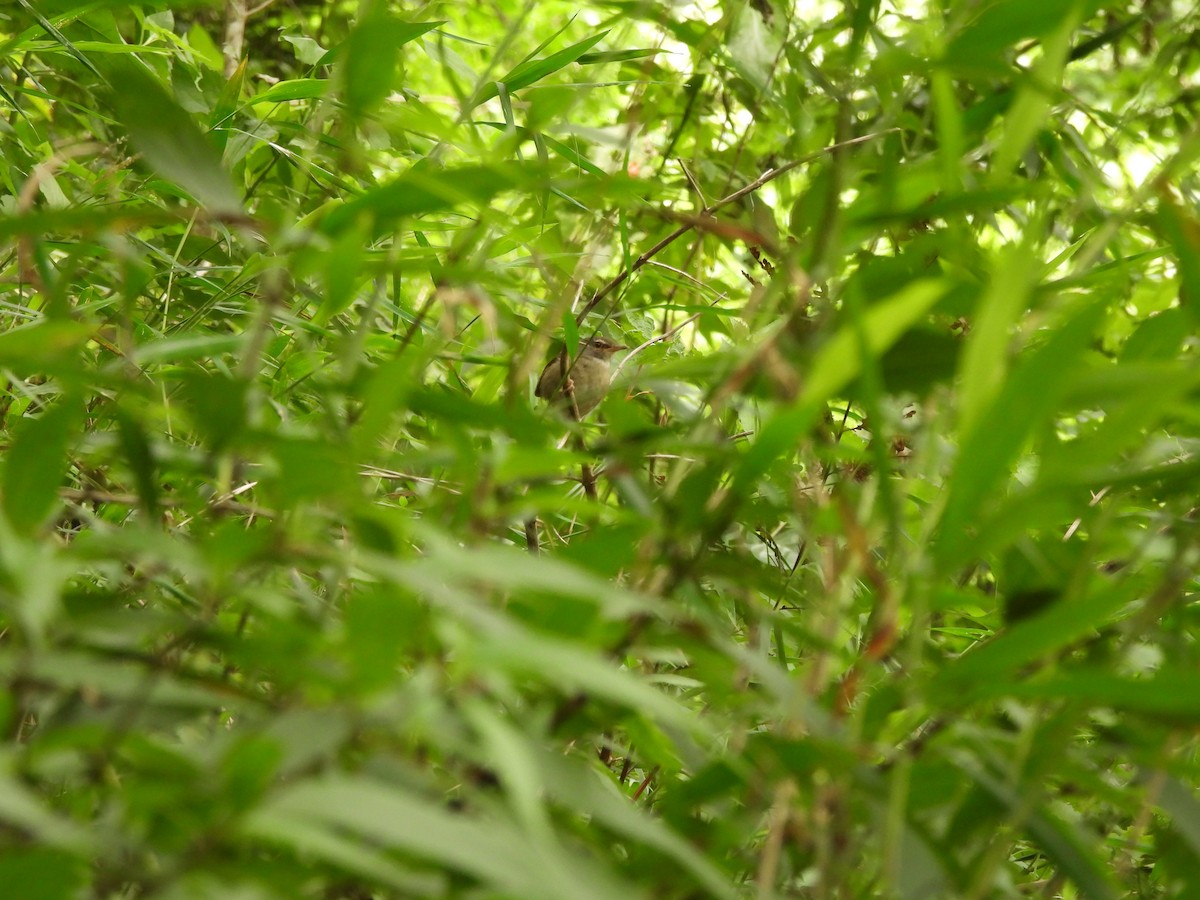 Aberrant Bush Warbler - ML636999926