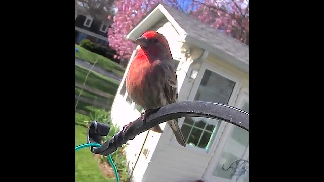 House Finch - ML636999927