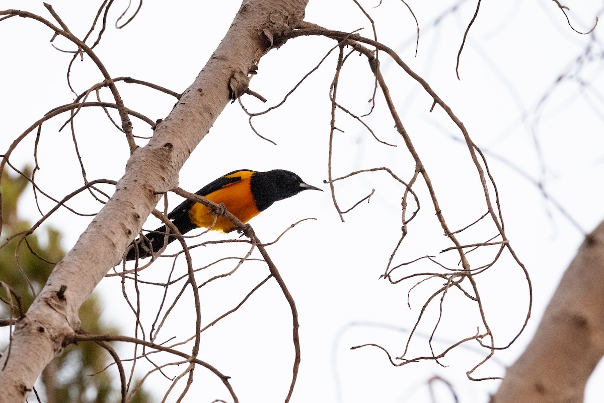 Black-vented Oriole - ML636999950
