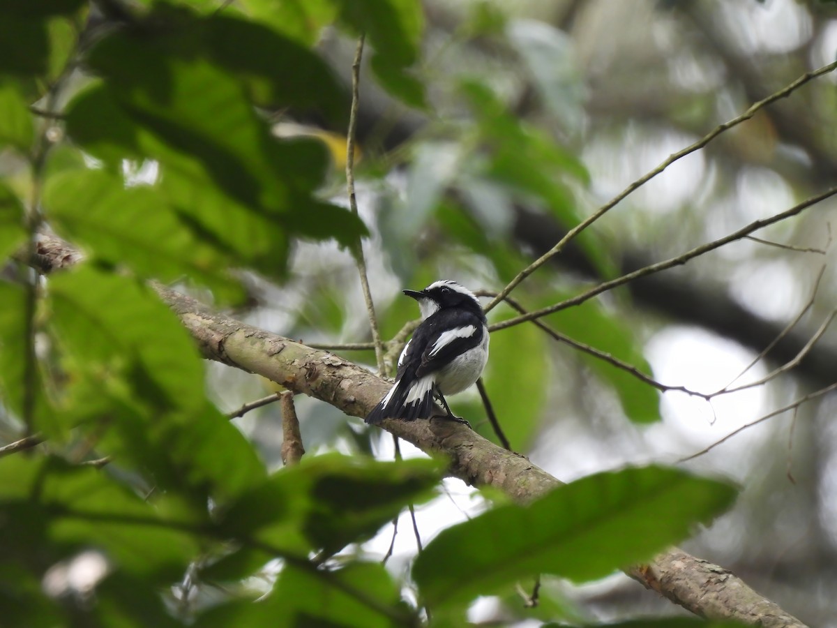 Little Pied Flycatcher - ML636999967