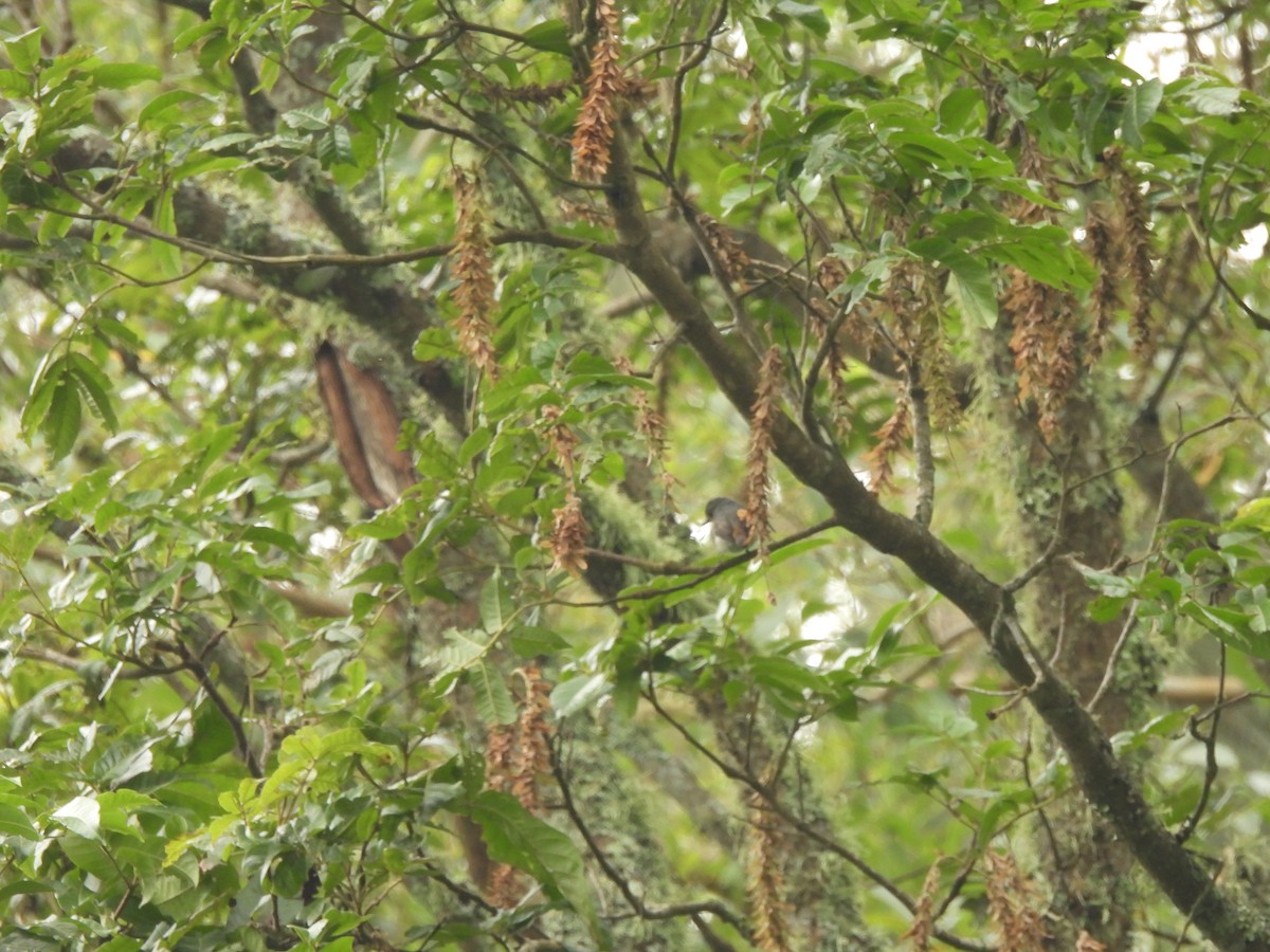Little Pied Flycatcher - ML636999968