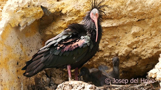 Northern Bald Ibis - ML637000112