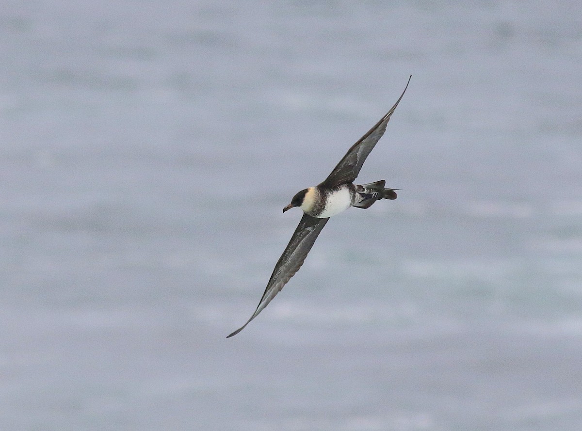 Pomarine Jaeger - ML637000214