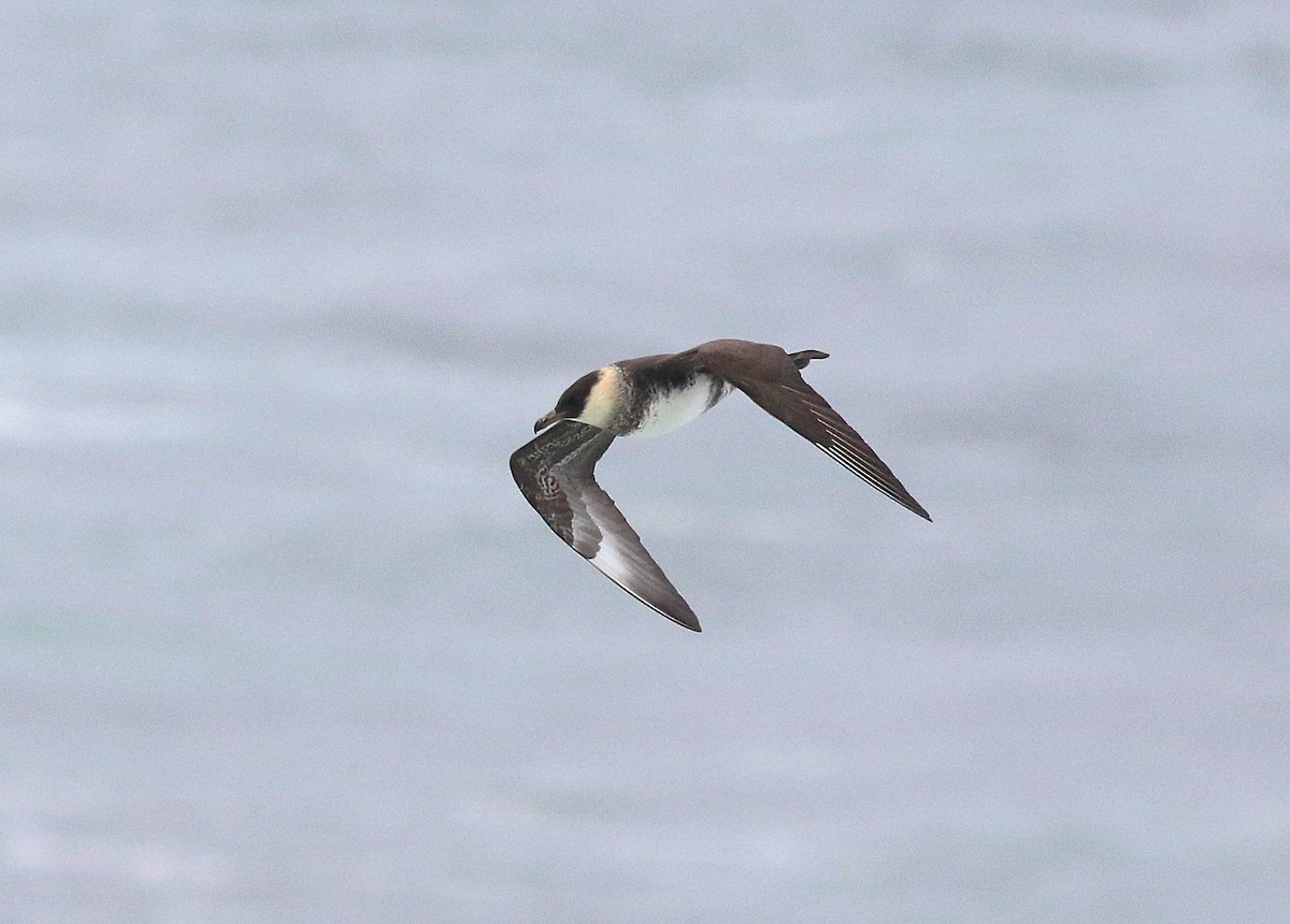 Pomarine Jaeger - ML637000215