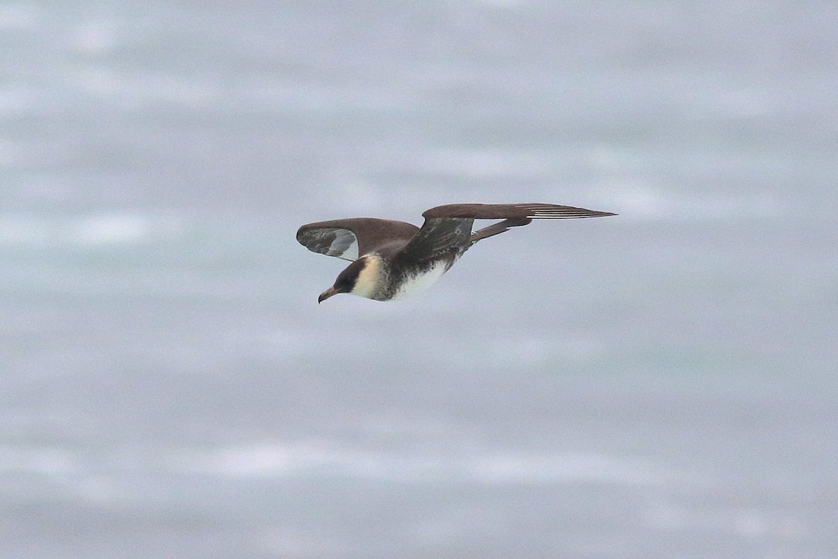 Pomarine Jaeger - ML637000216