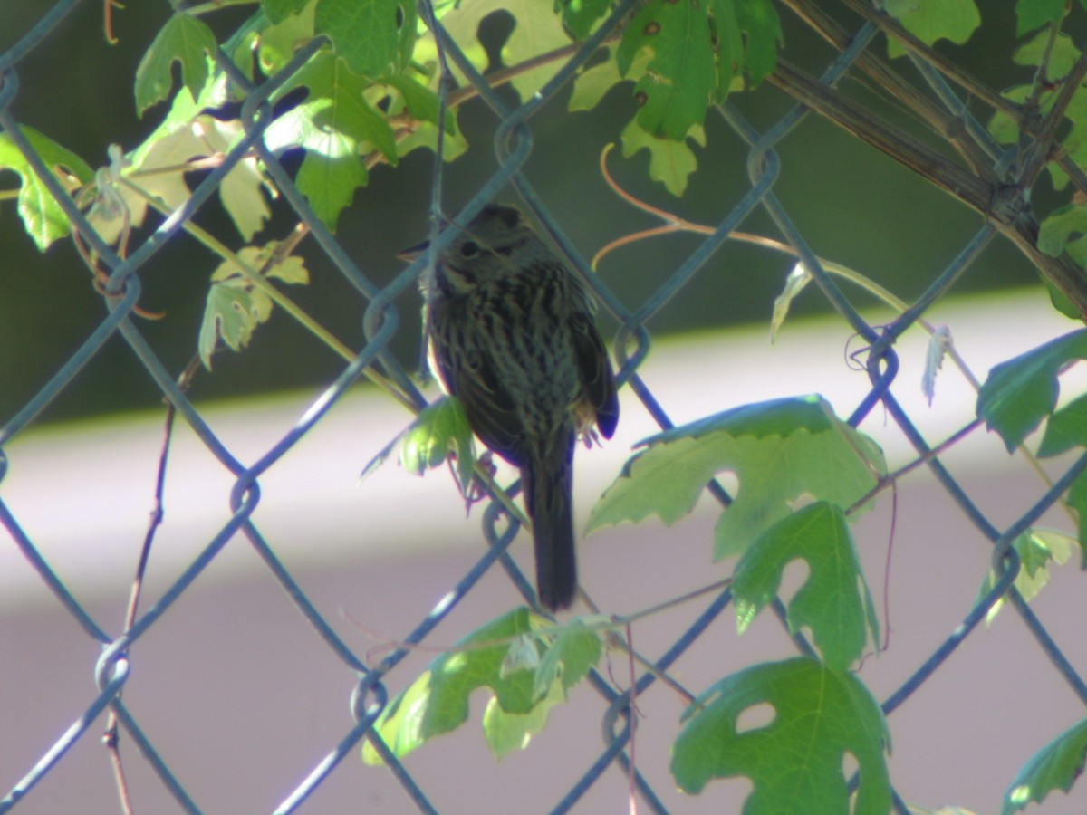 Lincoln's Sparrow - ML637000218