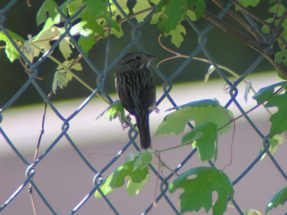 Lincoln's Sparrow - ML637000219