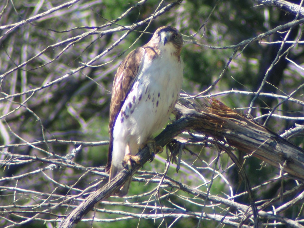 Red-tailed Hawk - ML637000255