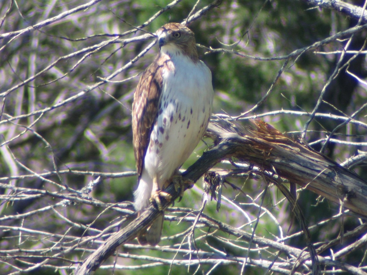 Red-tailed Hawk - ML637000256