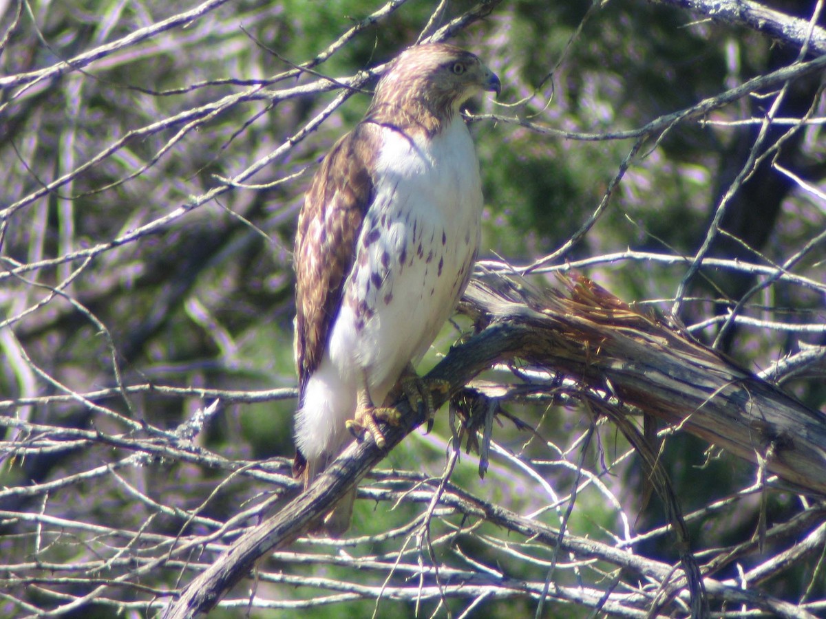 Red-tailed Hawk - ML637000257