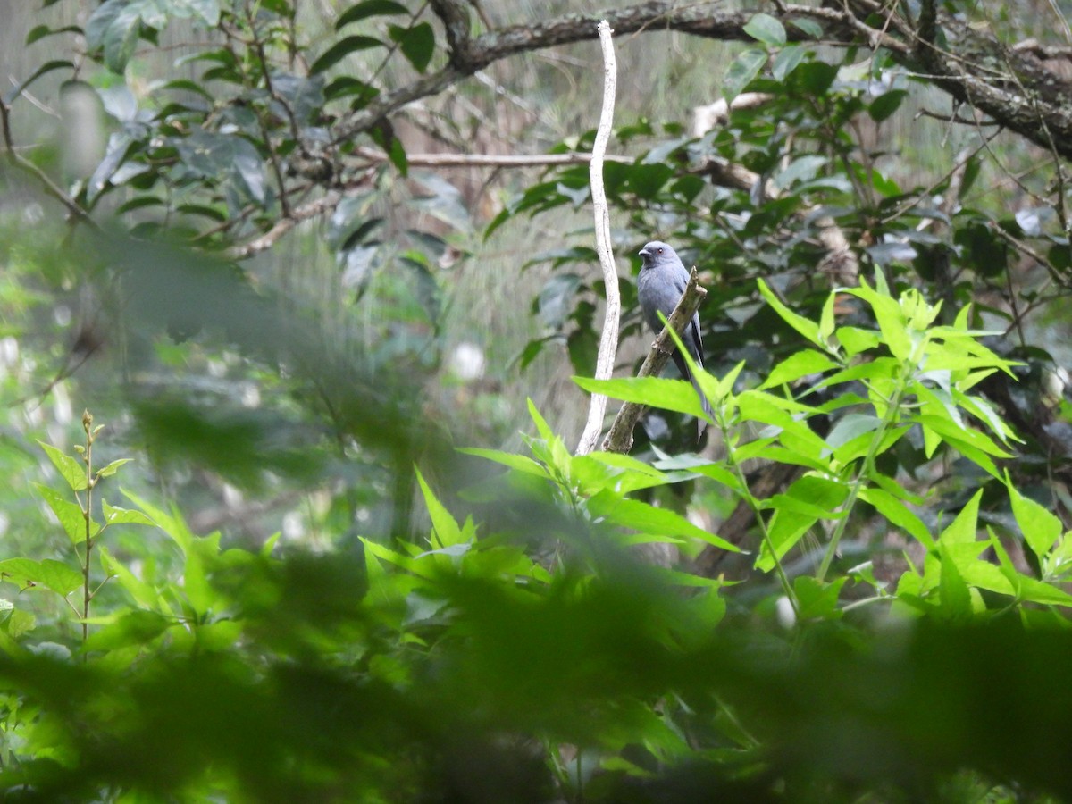 Ashy Drongo - ML637000311