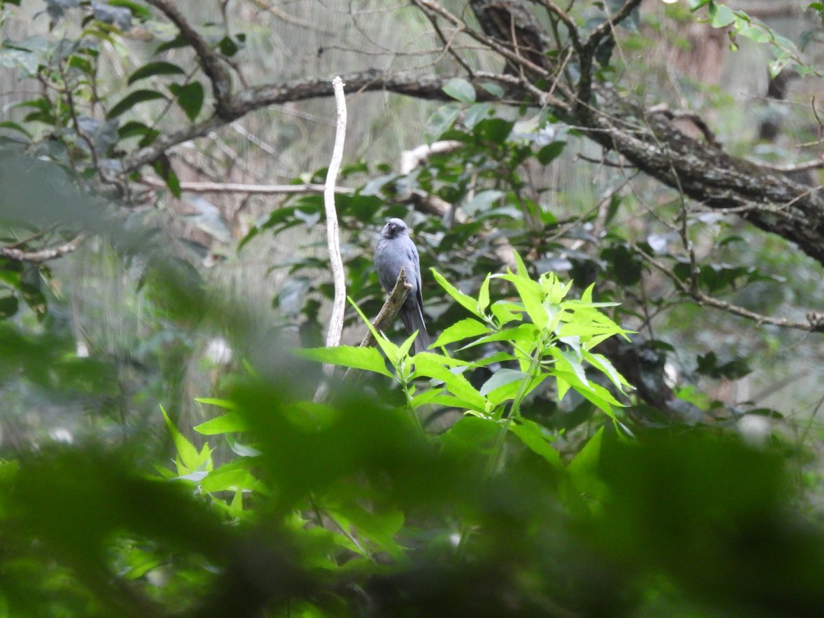 Ashy Drongo - ML637000312