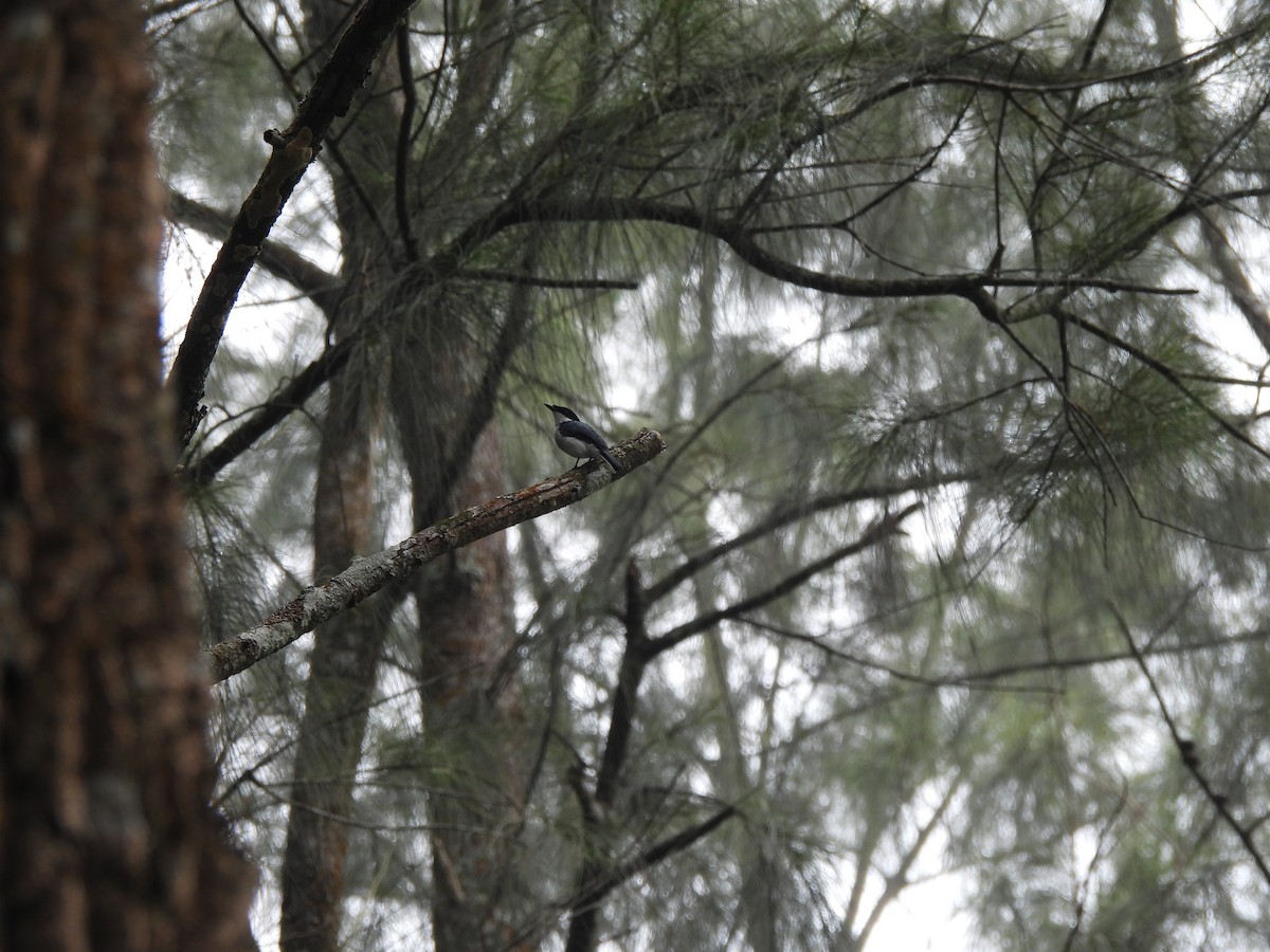Black-winged Flycatcher-shrike - ML637000474