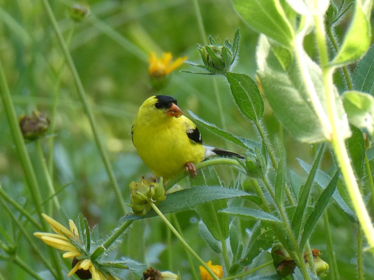 American Goldfinch - ML637000537