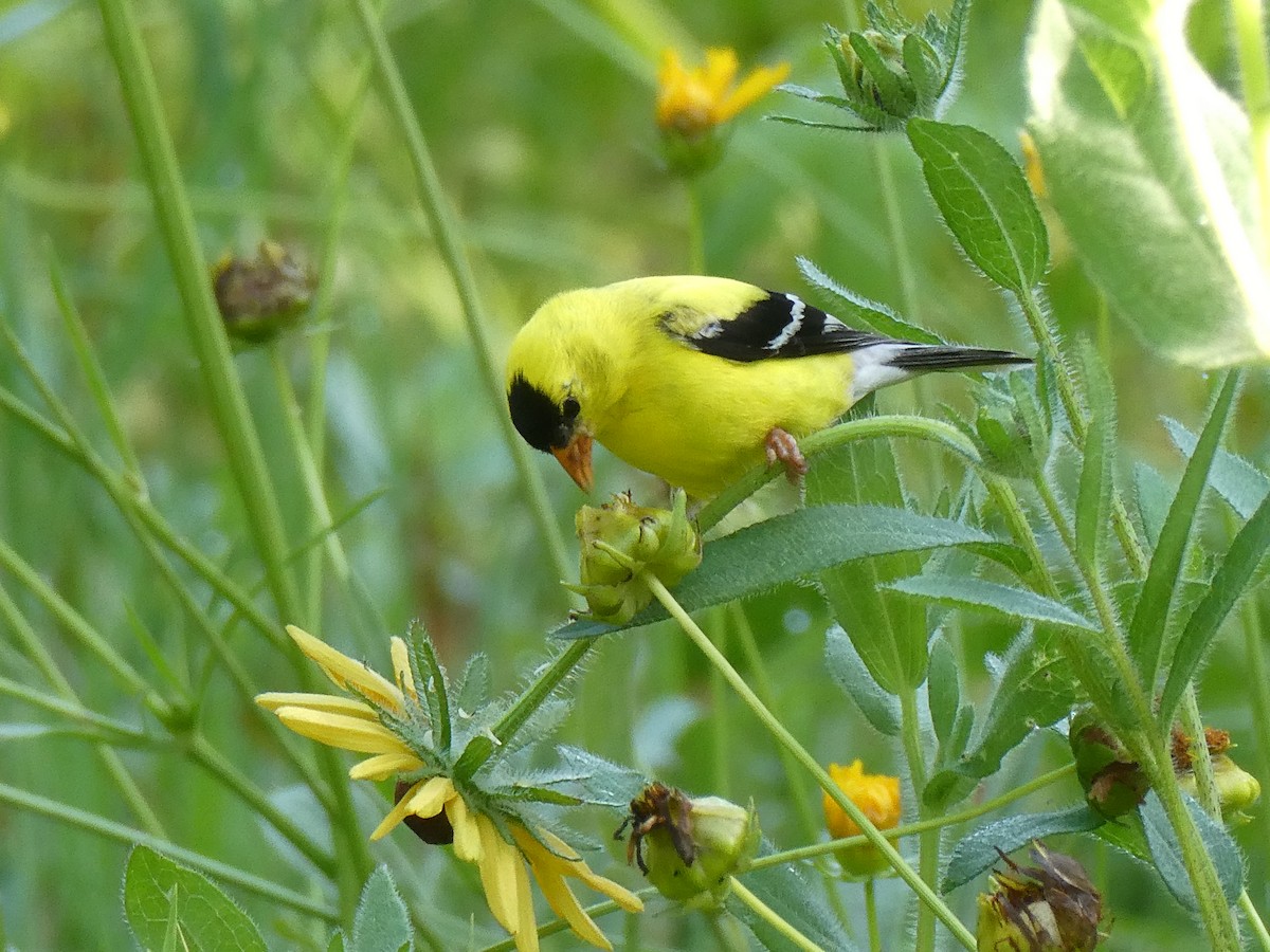 American Goldfinch - ML637000543