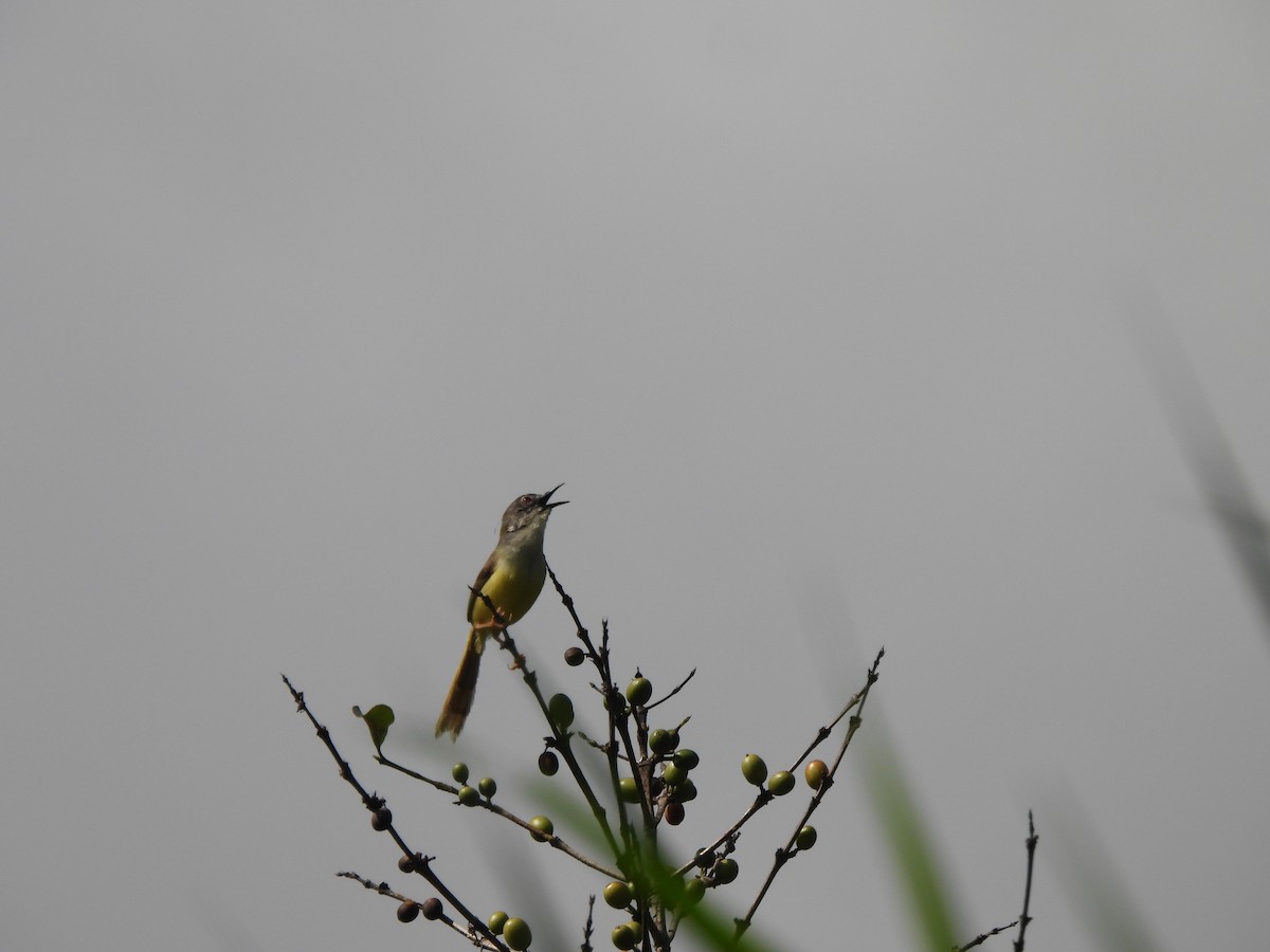 Yellow-bellied Prinia - ML637000550