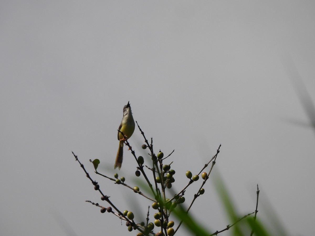 Yellow-bellied Prinia - ML637000551