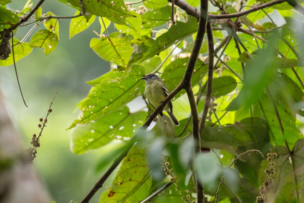サンロクキクイタダキモドキ（olallai） - ML637000553