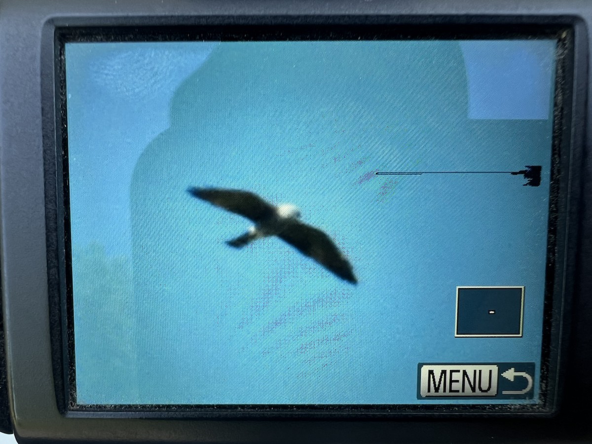 Mississippi Kite - ML637000568
