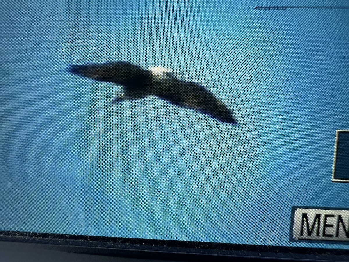 Mississippi Kite - ML637000569
