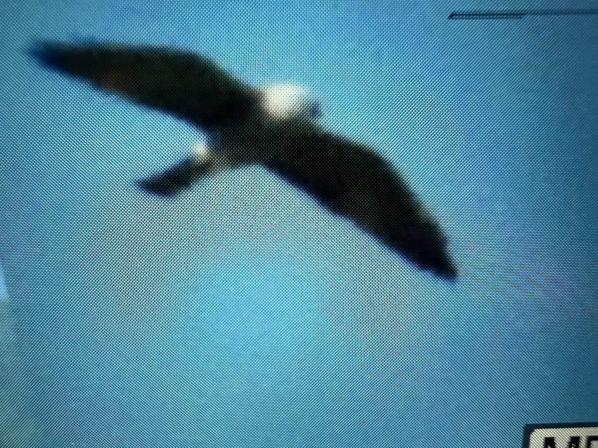 Mississippi Kite - ML637000570