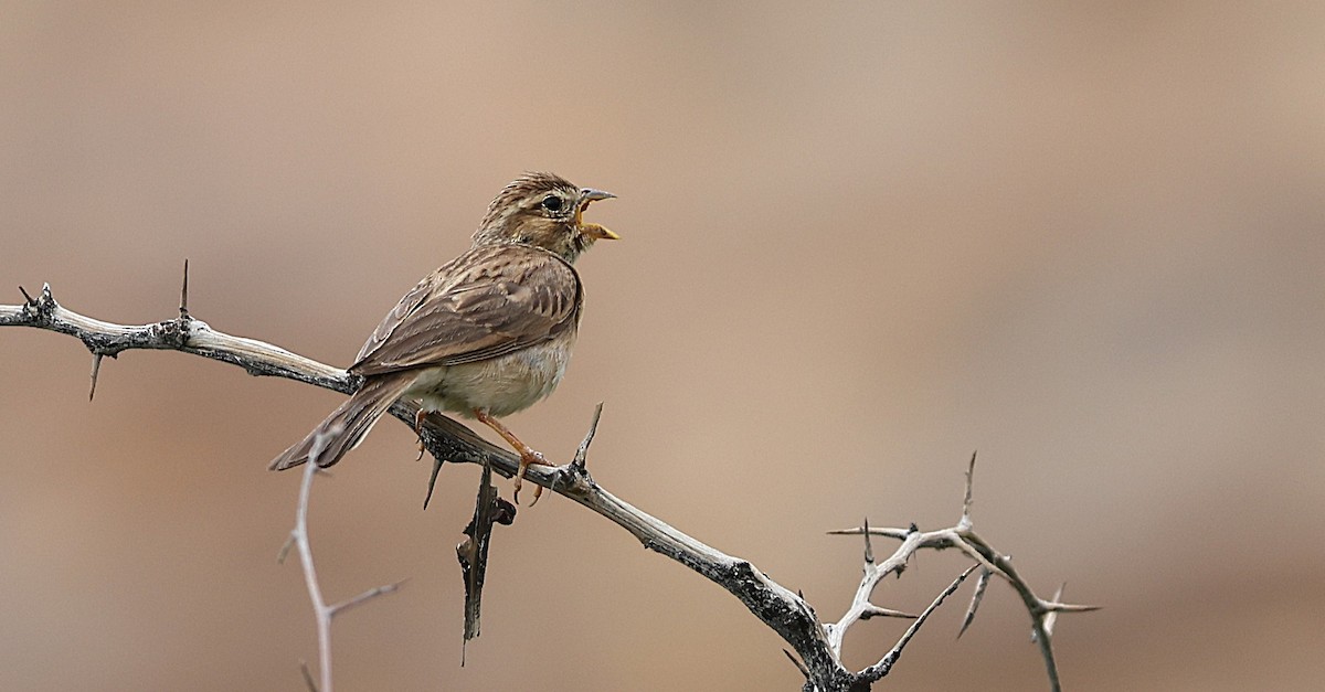 Lark-like Bunting - ML637000809